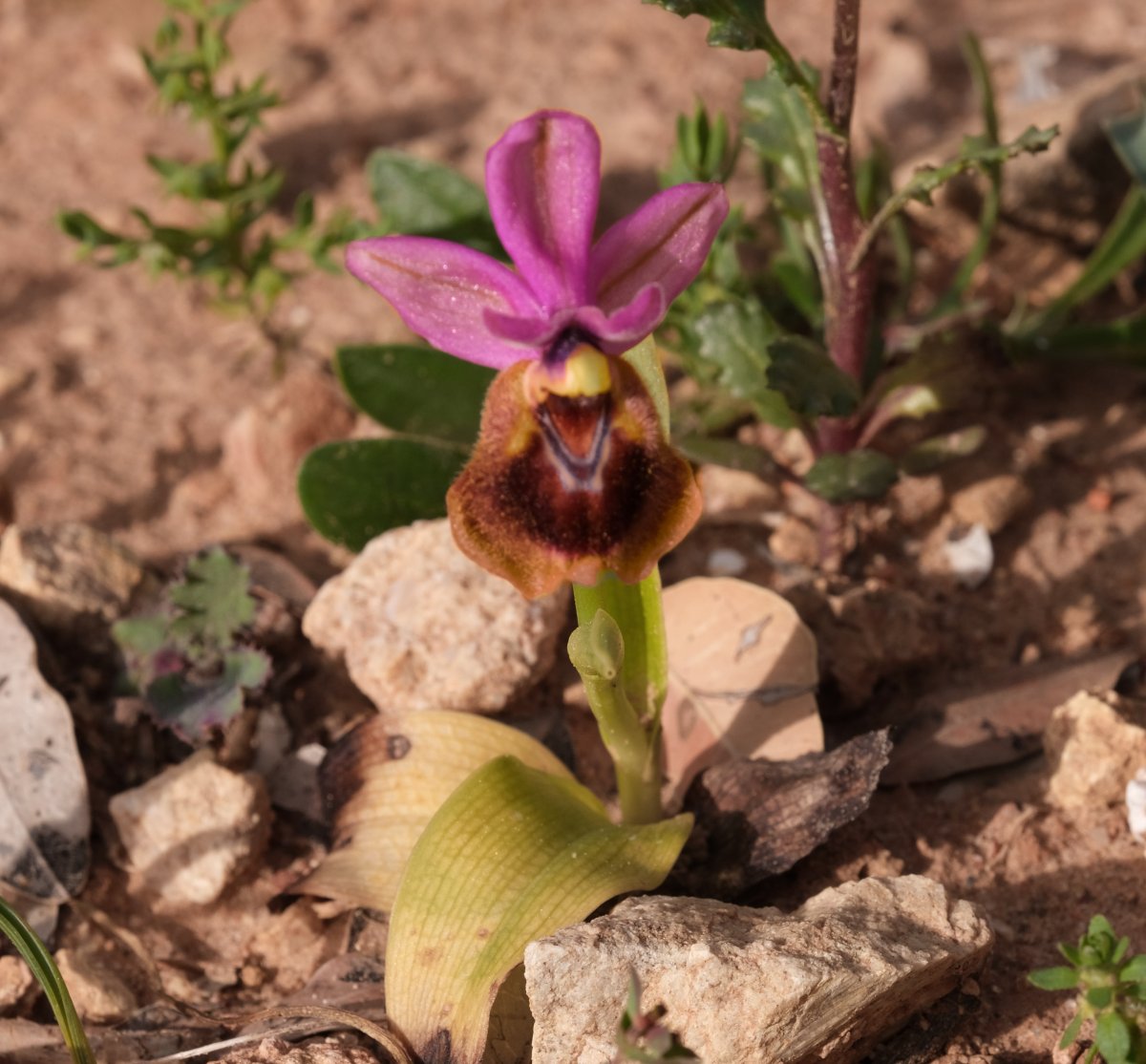 Ultime orchidee per quest''anno - Dalla Grecia con passione